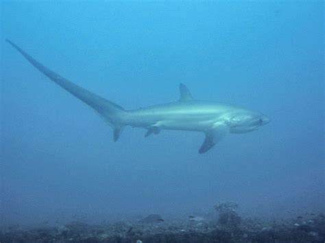 Thresher Shark Tail-Slap - California Academy of Sciences