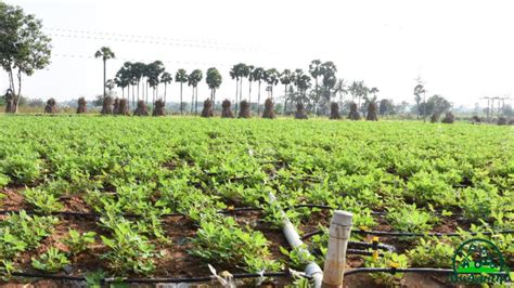 How to best Groundnut Farming Guide - MyAgriLife