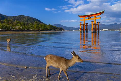 Miyajima travel | Western Honshū, Japan - Lonely Planet