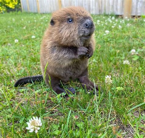 Funny Baby Beaver Photo