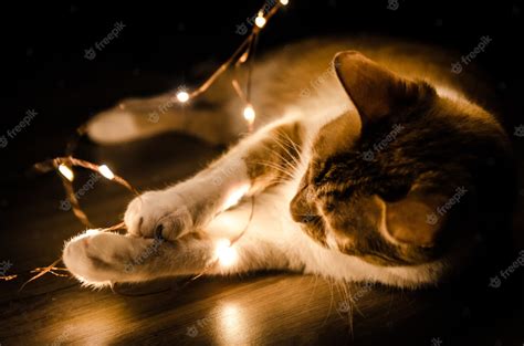 Free Photo | Closeup shot of a cat playing an orange series light in the dark