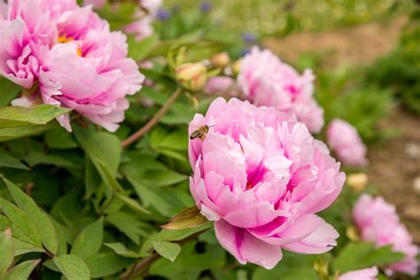 Pink Peony Varieties – Selecting Pink Peony Flowers For The Garden