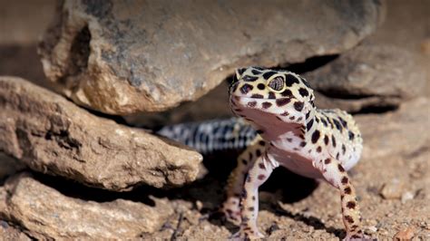 Leopard Gecko | San Diego Zoo Animals & Plants