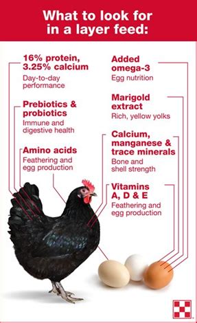 How to Switch to a Chicken Layer Feed| Purina Animal Nutrition