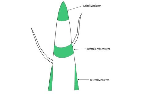 Apical Meristem| Types of Apical Meristem | Class 9 Tissue notes in 2023 | Biology notes ...