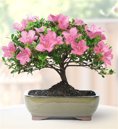 Amazing Azalea Tree Bonsai Check it out now | leafyzen