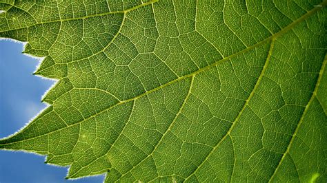 Green leaf close-up wallpaper - Photography wallpapers - #53760