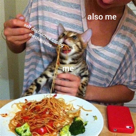 Cat being forced to eat spaghetti : r/MemeTemplatesOfficial