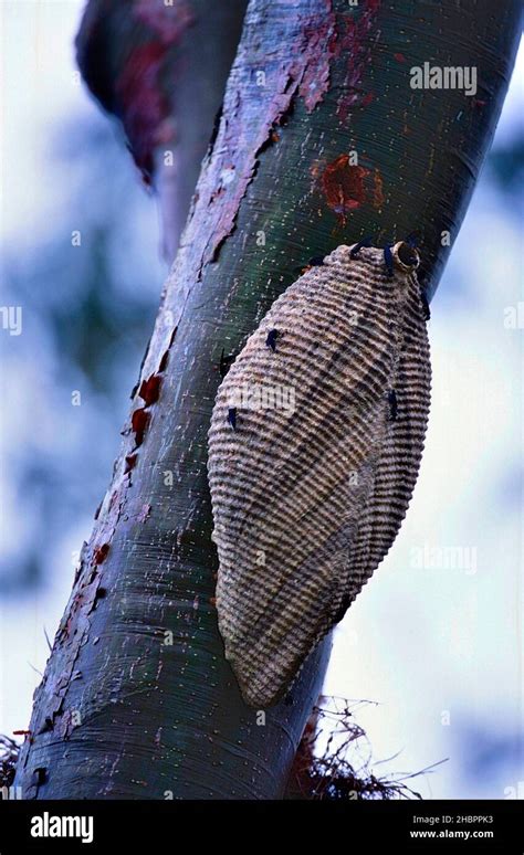 Kriegerwespe, Synoeca spec., Vespidae, Nest, Wespe, Insekt, Tier, Costa Rica *** Local Caption ...