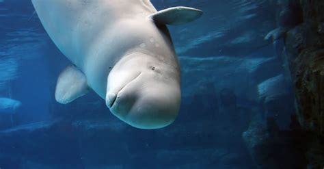 Beluga Whale Baby