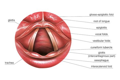 Vocal Folds Histology