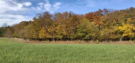 forest, edge of the woods, hiking, nature, field, green, meadow, sky, forest trail, landscape ...