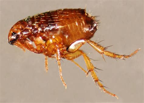 10 Fascinating Facts About Fleas