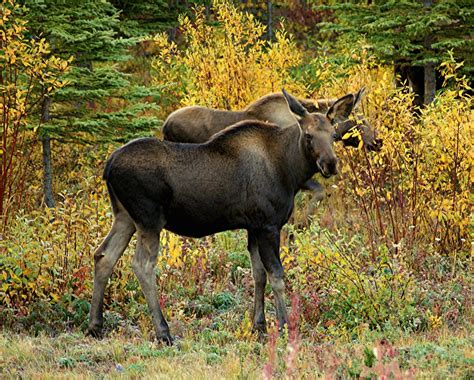 Boreal Forest Animals