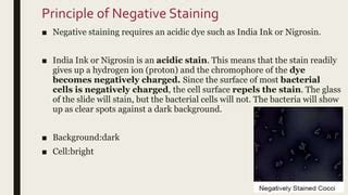 Negative Staining- Principle, Procedure And Result, 54% OFF