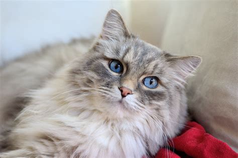 6 Fluffy Cat Breeds Who Deserve All The Best Pets