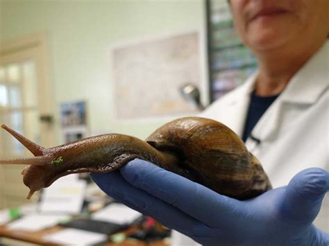 Florida officials plan to eradicate giant African land snails, again : NPR