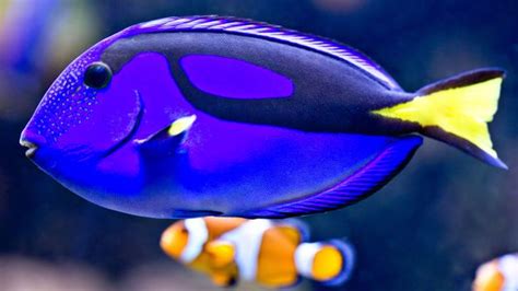 BBC - Earth - You've seen Dory in Finding Nemo, now meet her in real-life