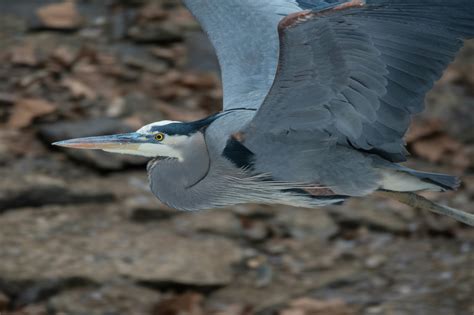 Free stock photo of flying, Great Blue Heron