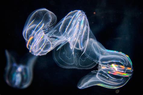 Meet 15 Strange and Mysterious Deep Sea Creatures | KiwiCo