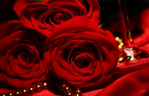 Red Roses Backgrounds - Wallpaper, High Definition, High Quality ...