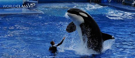 Top 5 Animals You Can Experience at SeaWorld - World Class VIP