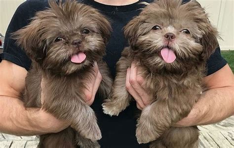 Chocolate / Brown Shih Tzu – What You Should Know - Shih Tzu World