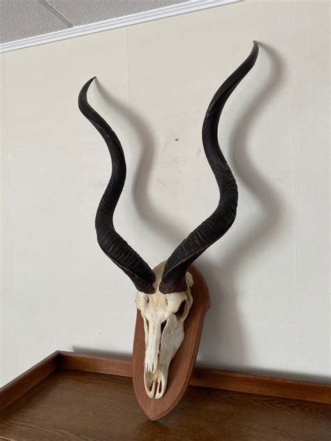 Kudu Antlers - Tragelaphus strepsiceros - 114×61×33 cm - 1 - Catawiki