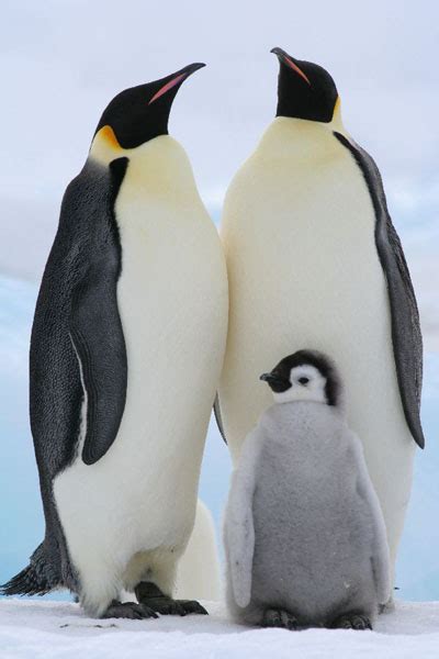 Emperor Penguins