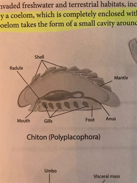 Chiton Diagram | Quizlet