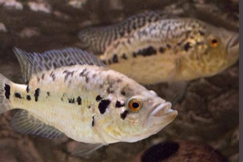 Jaguar Cichlid Care Guide: Care, Diet, Tankmates & More