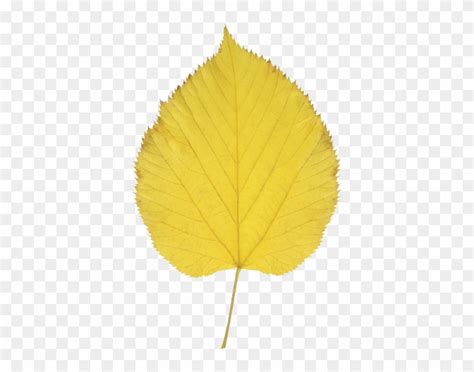 Aspen Leaf Vector at Vectorified.com | Collection of Aspen Leaf Vector ...