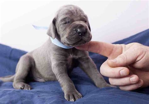 Great Dane Puppies Near Me For Sale - Photos All Recommendation