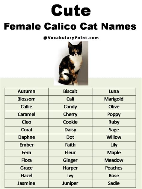 Most Popular Cute Cat Names - Vocabulary Point