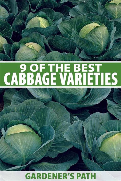 9 of the Best Cabbage Varieties | Gardener's Path