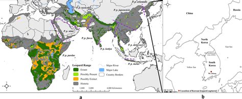 Distribution map of leopard subspecies and sample information. (A ...