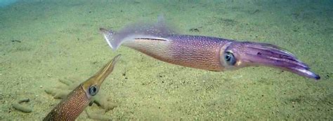 Underwater pile driving noise causes alarm responses in squid – Woods Hole Oceanographic Institution