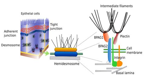 Desmosomes Plant Or Animal - cloudshareinfo