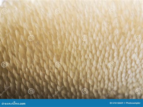 Mushroom texture stock image. Image of organism, close - 61616669