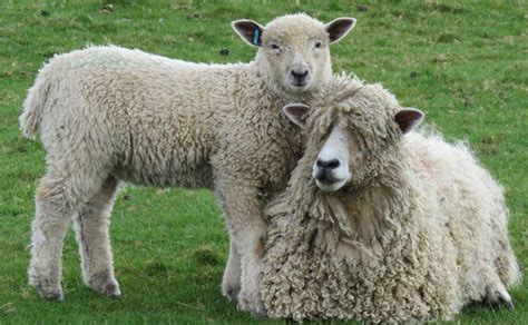 18 Best Wool Producing Sheep Breeds