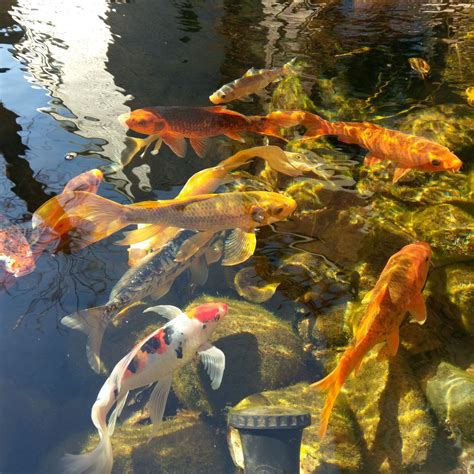 Didn’t Realize Your New Koi Can Live to 80? Call Fish Rescue - WSJ