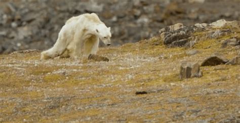 Heartbreaking video shows starving polar bear in iceless Canadian north ...