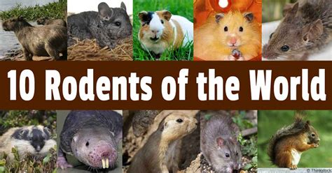 Different Rodents of the World | List of Rodents