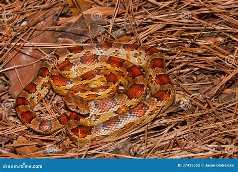 Corn Snake stock photo. Image of blending, growth, camouflage - 37433352