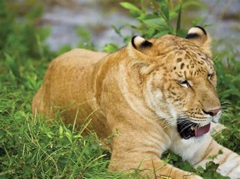 Liger | Size & Facts | Britannica