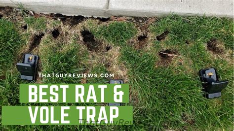 Best Rat and Vole Traps Review – TGR - That Guy Reviews