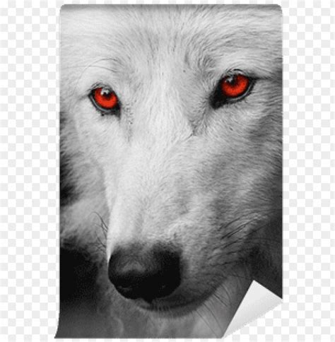 Free download | HD PNG white wolf red eyes PNG transparent with Clear Background ID 95733 | TOPpng