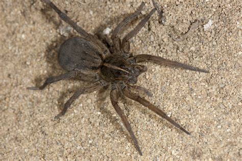 wolf spiders (Family Lycosidae) | spidersrule