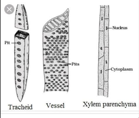 Diagram of tracheids and vessels - Science - Tissues - 14638403 | Meritnation.com