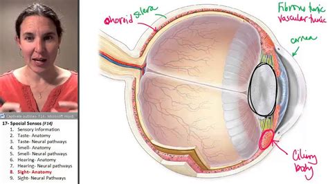 Special Senses Anatomy Of The Visual System